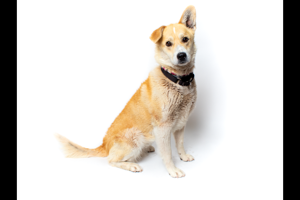 BISSELL Pet Foundation brings holiday hope to homeless Arizona pets - BISSELL Pet Foundation brings holiday hope to homeless Arizona pets -