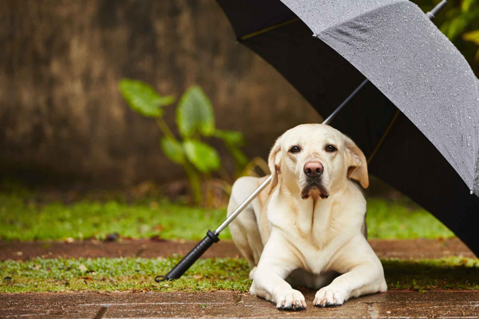 Rain may bring in some cooler temps, but it can also increase your chances of encountering Valley Fever. Although Valley Fever is not contagious among animals and humans, it’s still important to be aware of your pet’s surroundings as the fungus is very prevalent in Arizona’s desert landscape, especially during the wet months, like monsoon season.