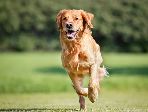 Pet Behavior Solutions: Premack Principle in dog training