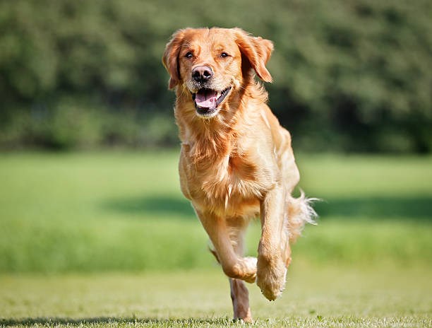 Pet Behavior Solutions: Premack Principle in dog training Pet Behavior Solutions: Premack Principle in dog training