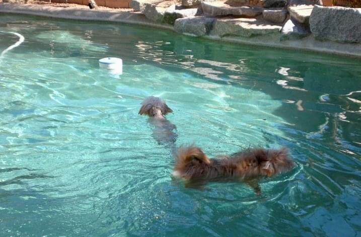 Pools can be a fun part of summer life with your family and your dog. Be sure to safely enjoy Arizona’s pool season.