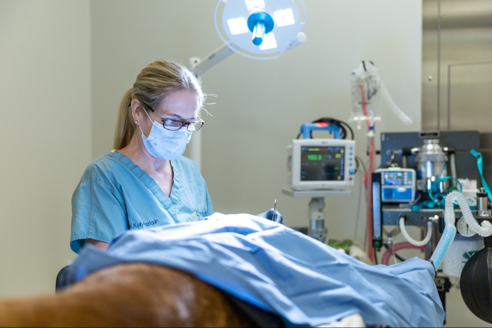 Dr. Kelly's Surgical Unit, a leading provider of high quality and convenient veterinary surgical care, announces the upcoming opening of its sixth and newest location in Queen Creek. Anticipated to open in the third quarter of 2024, the clinic aims to meet the increasing demand for low-cost surgical services in the area.
