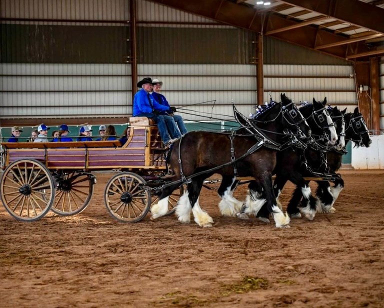 Queen Creek Draft Horse Classic at Horseshoe Park & Equestrian Centre