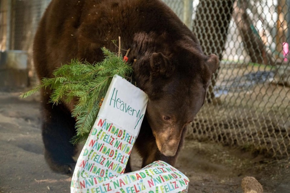 Guests at the holiday enrichment party will work on holiday-themed projects for the animals and then explore the sanctuary while watching the animals enjoy their special holiday treats.