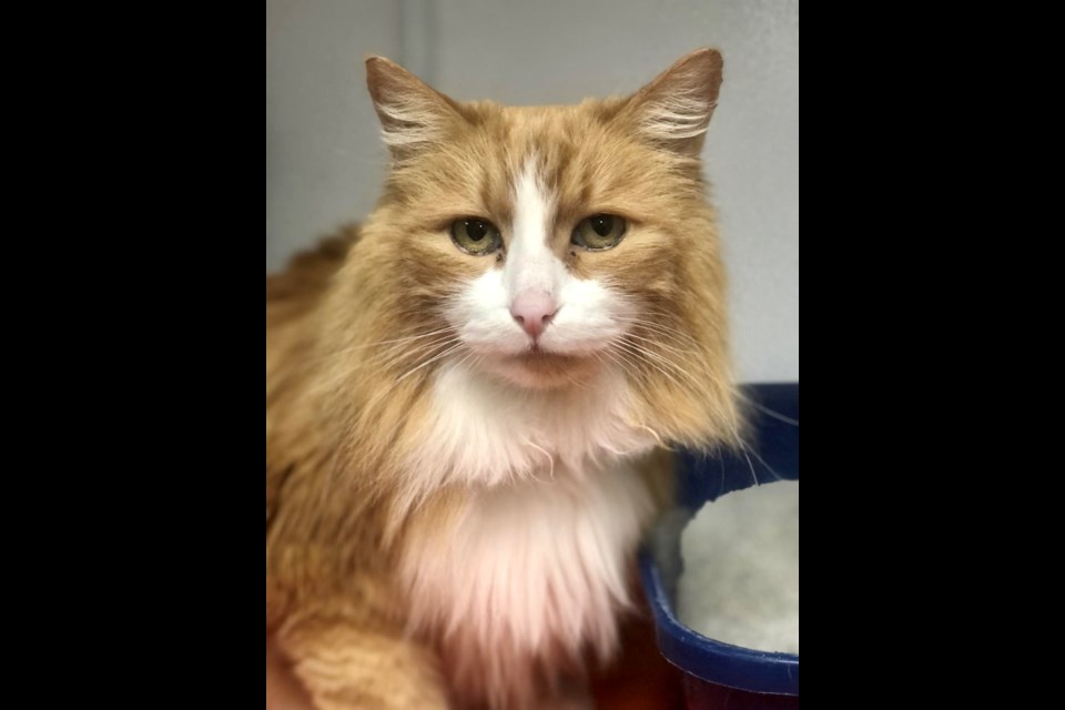 Hunter, a kitty adopted from Friends for Life Animal Rescue 10 years ago made his way back to Gilbert from Wisconsin this month thanks to a network of volunteers. 