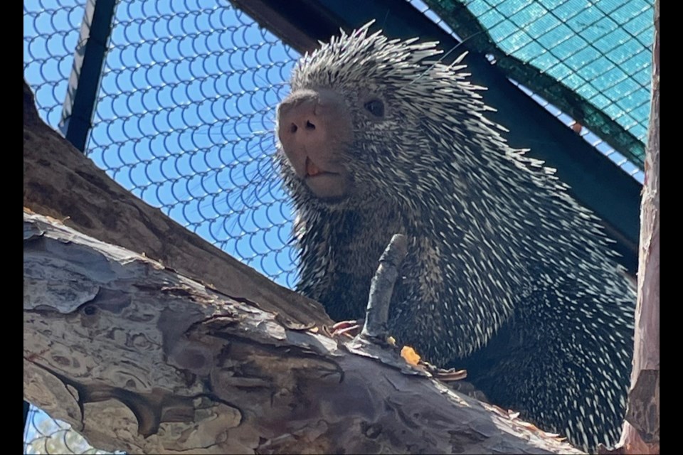 Gigi and Olive, prehensile-tailed porcupines who came to the zoo as a Species Survival Plan breeding recommendation. Four-year-old Gigi, pictured here, comes from the Houston Zoo, and his mate, 6-year-old Olive, joins from the Riverbanks Zoo and Garden. 
