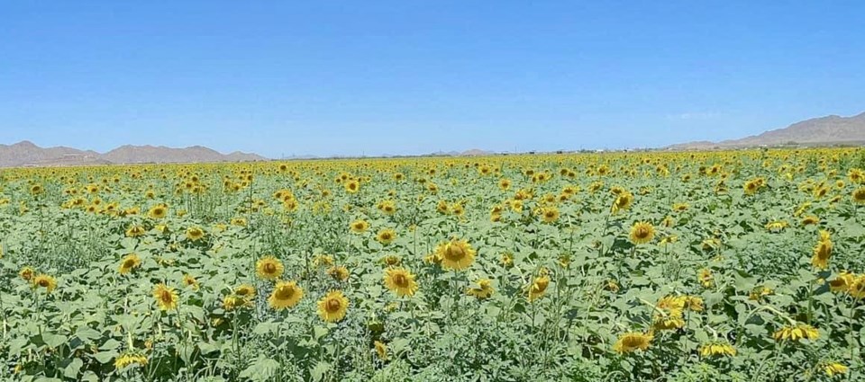 gm-11-2-22-sunflower-field