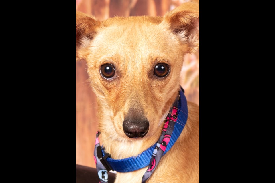 Little Gravy lost his home when his owner had to go into hospice care. He is a 10-pound chihuahua/dachshund mix.