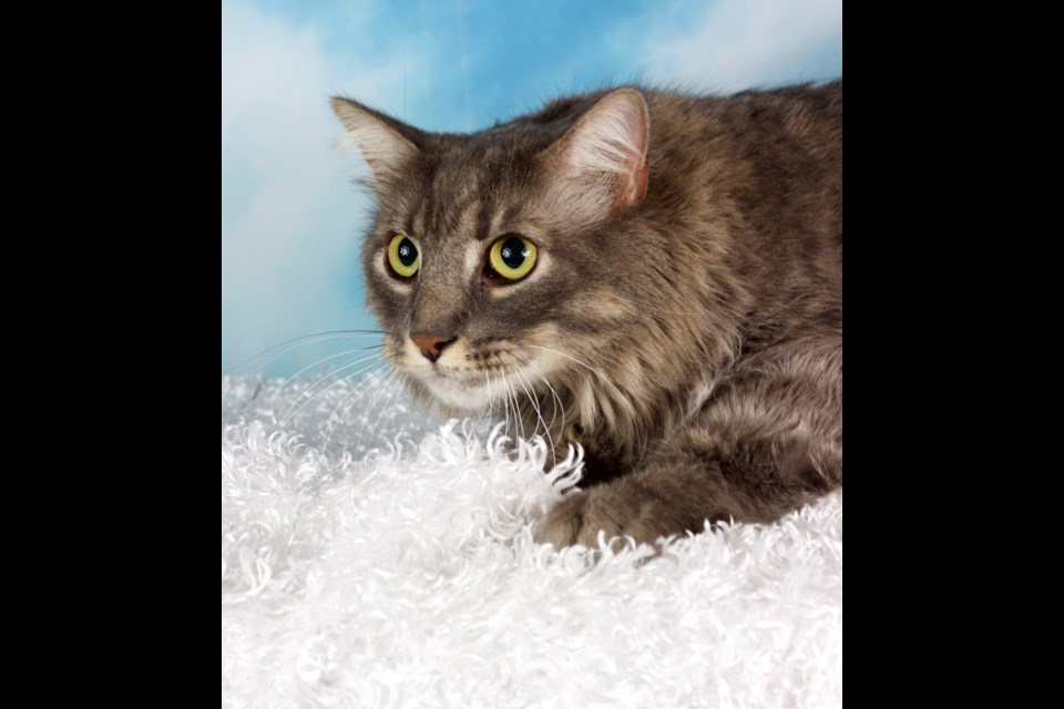 Harvey is a domestic, long-haired main coon type cat, about 4 years old. He is a large, beautiful gray boy with barely detectable tabby stripes. He loves to be brushed and get belly rubs.