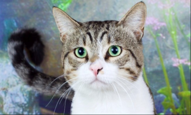 Huxley is a 2-year-old, domestic short-haired tabby and white cat.