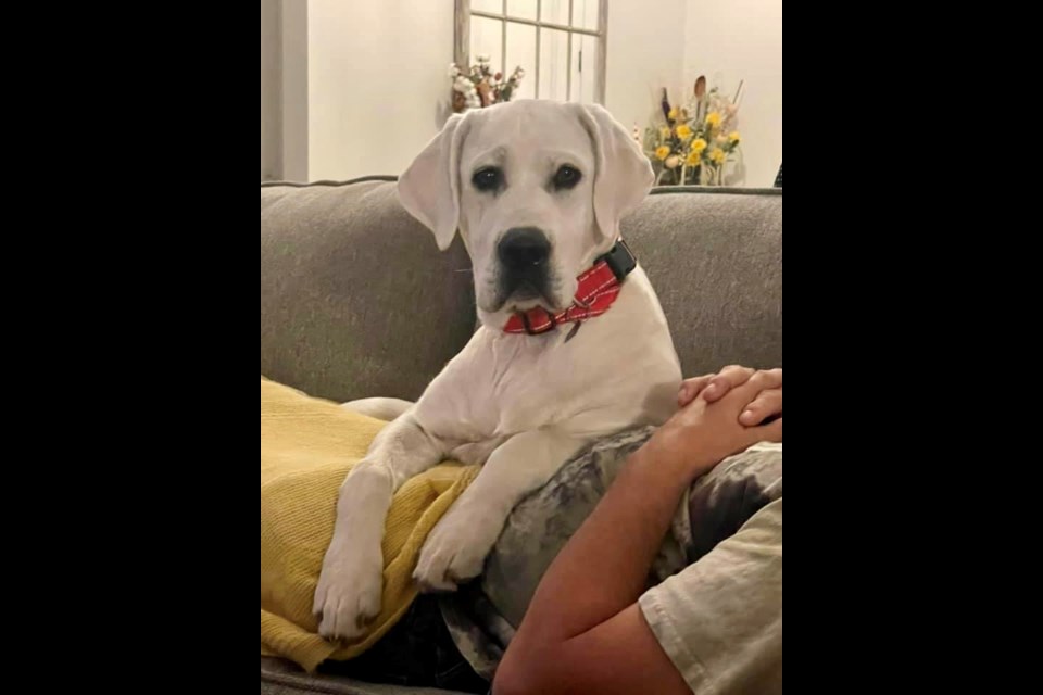Yeti got out between 6 and 7 a.m. today, Oct. 26, in the area of Sossaman Road and San Tan Boulevard in Queen Creek. He is 80 pounds and 8 months old.