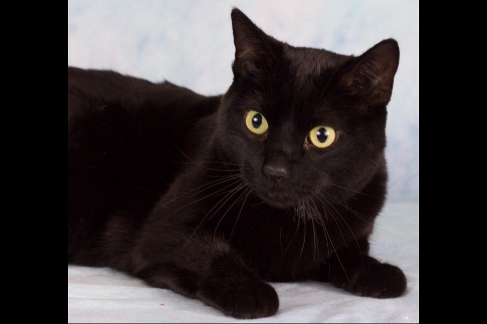 Lulu is a 4-year-old, domestic, short-haired, black, spayed female cat. She is a darling girl with lots of energy.
