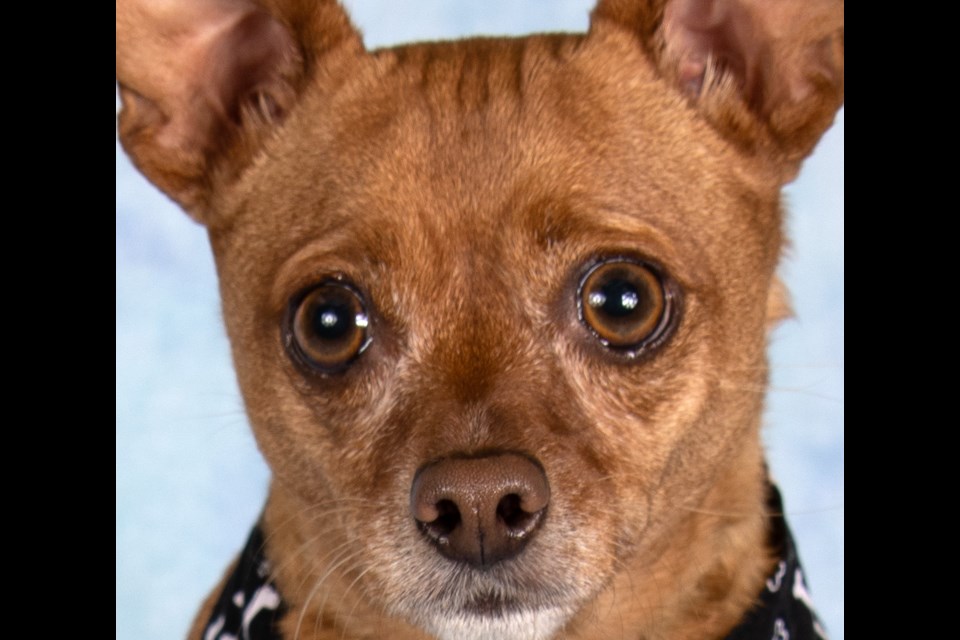 MacIntosh is a 6-year-old, 15-pound Chihuahua blend.