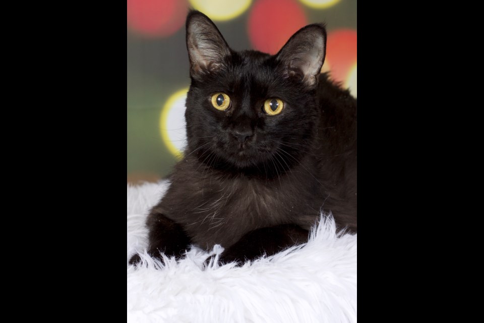 Macy is a domestic, short-haired, beautiful black female cat, about 12 years old. She is a wonderful girl with a lot of spunk. She enjoys lounging around and getting attention.