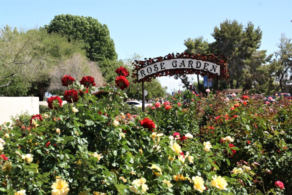 The Mesa Community College Arboretum, home to more than 100 species of trees and thousands of plants from around the world, includes the largest rose garden in the Desert Southwest.