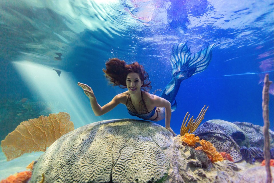 Mermaid Magic will be at the OdySea Aquarium March 15-19, making it a great spring break excursion for kids.