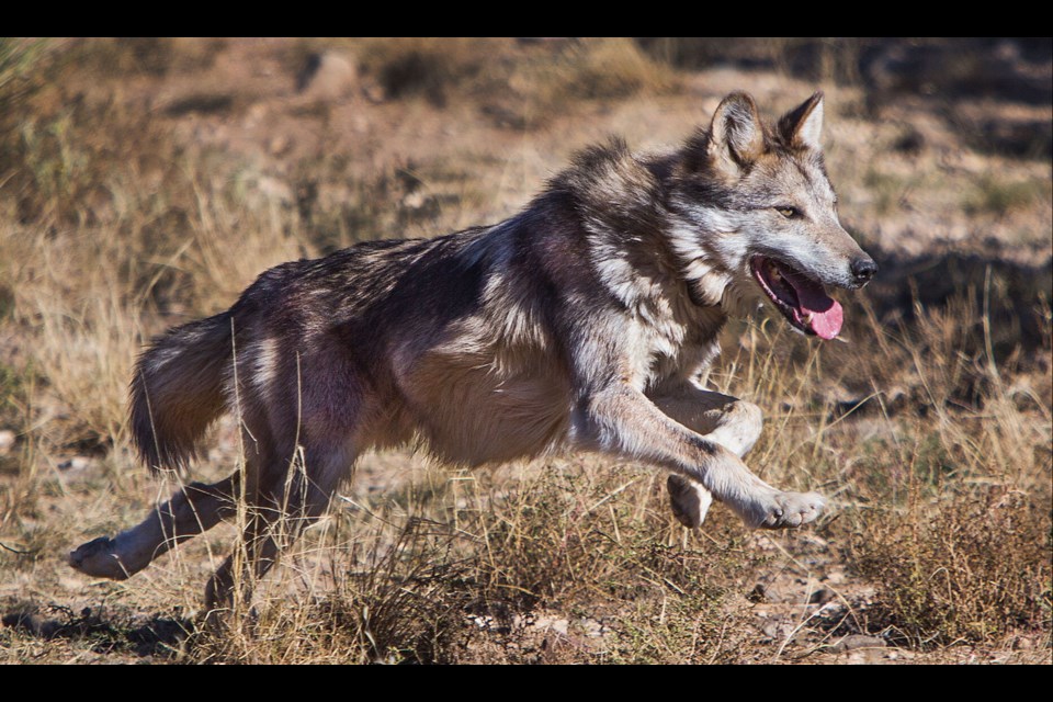 A male Mexican gray wolf tries to elude capture inside an enclosure at Sevilleta National Wildlife Refuge in New Mexico.
