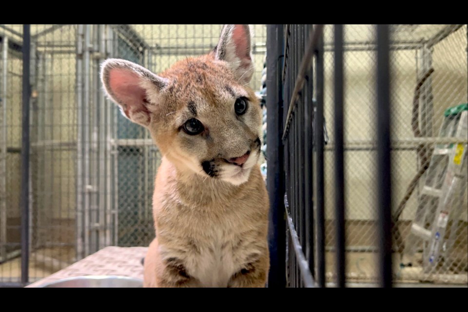 The votes are in! Southwest Wildlife Conservation Center has named two mountain lion cubs Echo and Dash after a three-week contest.