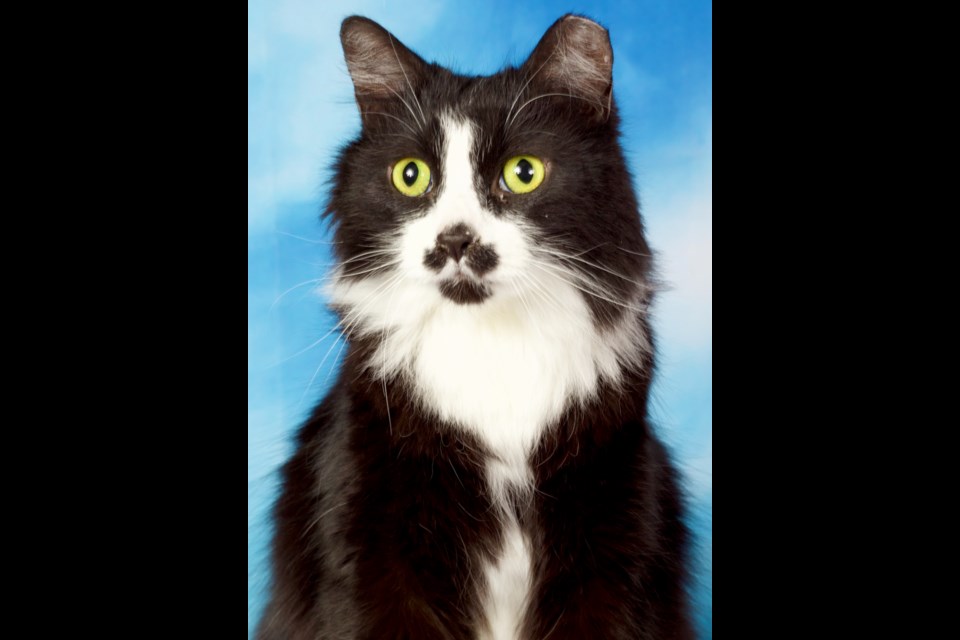 Moustachio is a domestic, long-haired, black and white, neutered male about 7 years old.