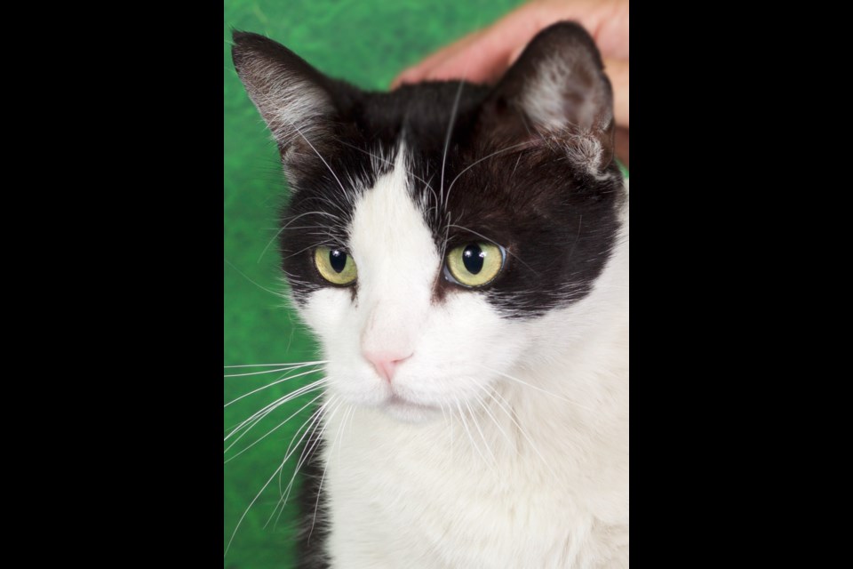P. Hatcher is a wonderful domestic, short-haired, black and white boy looking for his forever home. He is a friendly and affectionate cat and is about 7 years old.