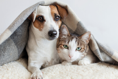 If you have pets, you should consider any of these approaches to care for your pets after you are gone.