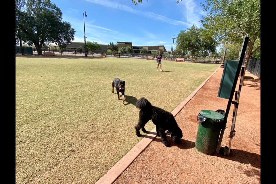 Barkley and friends enjoying a day at Queen Creek's Pocket Park for Pups. 