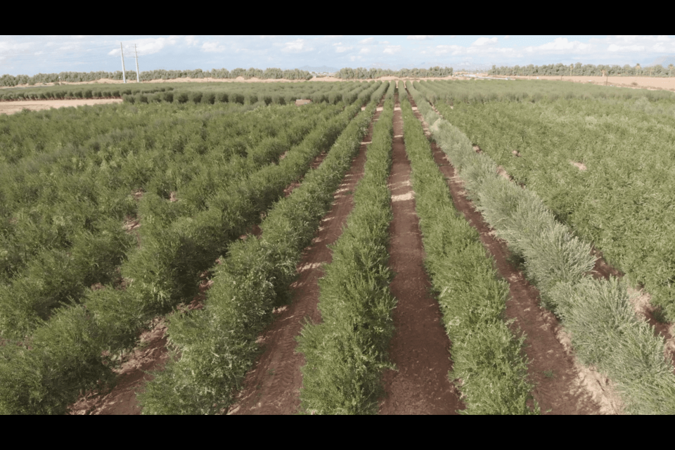 The Queen Creek Olive Mill wins the Silver Award for its esteemed Estate Extra Virgin Olive Oil at the 2024 New York International Olive Oil Competition, regarded as the most prestigious olive oil competition in the world, which attracts entries from top producers worldwide. This marks the third time the world competition has recognized the Queen Creek Olive Mill and its premium extra virgin olive oil.