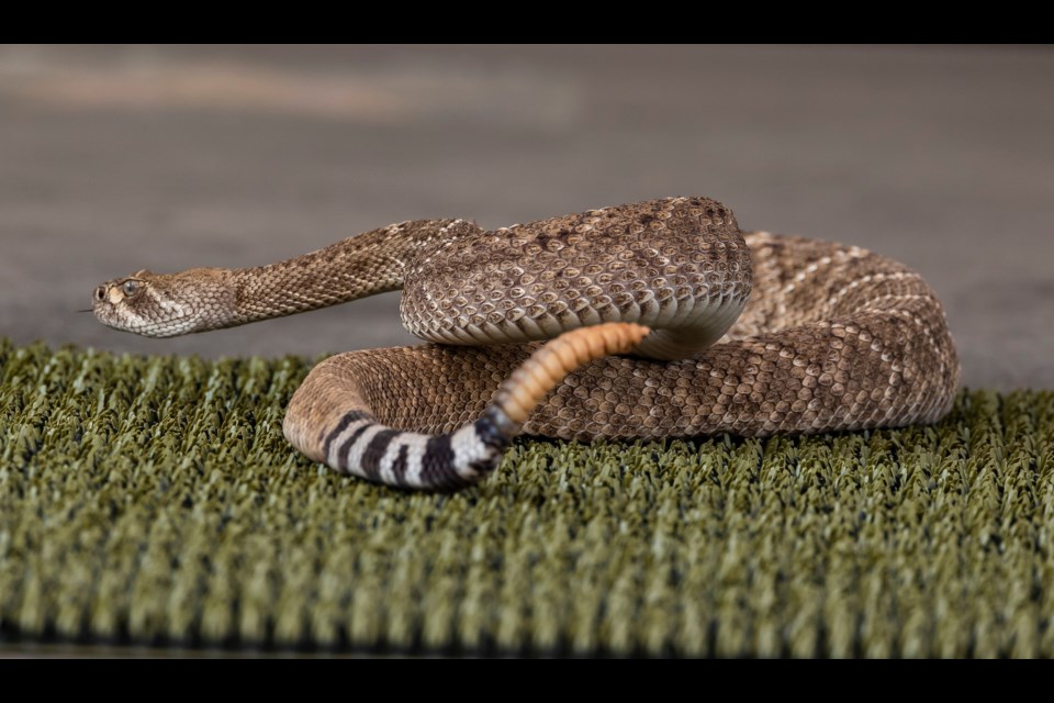 The “Rattlesnakes!” presentation is on Fridays, Saturdays and Sundays through April 30 (weather permitting) at 2:30 p.m. in the Phoenix Zoo’s Doornbos Discovery Amphitheater.