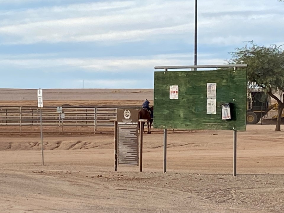 Resident horse at Horseshoe Park & Equestrian Centre