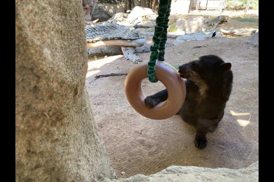 The Phoenix Zoo’s 26-year-old female Andean bear, Rio, was humanely euthanized on April 15. Rio was born at the Calgary Zoo in 1995 and came to the Phoenix Zoo in 1996 as a 10-month-old cub along with her sister, Mischief, to be the cornerstone of the Forest of Uco habitats.