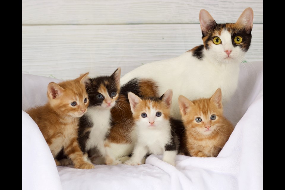 Sally Carrera arrived at Friends for Life Animal Rescue extremely pregnant. She is a 2-year-old domestic, short-haired calico cat. Sally and her kittens, Cruz Ramirez (calico), Chick Hicks (calico), Tow Mater (red tabby) and Mack (red tabby) are now ready to find their forever homes!