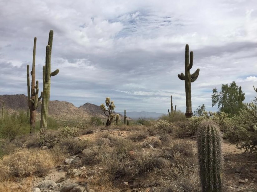 San Tan Mountain Regional Park is offering two guided hike and walk tours this weekend.
