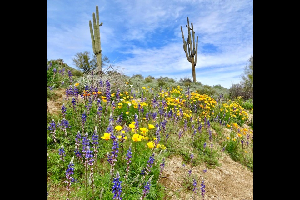 Spring wildflowers blooming from all the rainfall in the San Tan Valley desert this year.