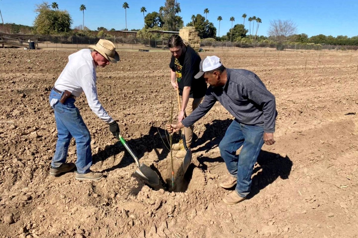 Schnepf Farms is planting for peach season this week