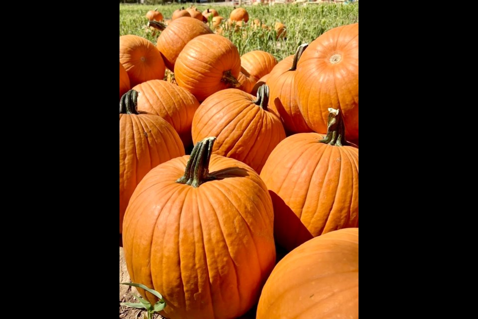 Schnepf Farms offers tips for picking that perfect pumpkin to carve this season.