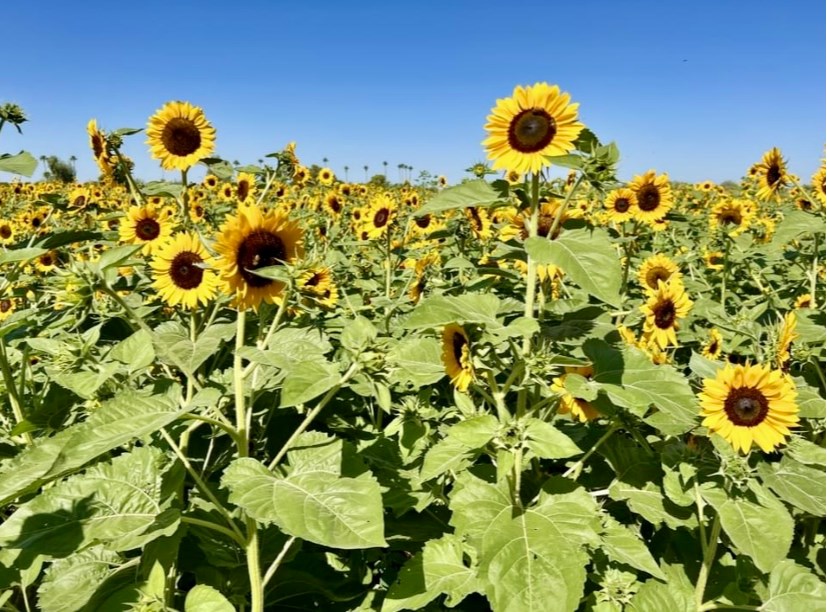 schnepf-sunflower-field-gm-10-18-22