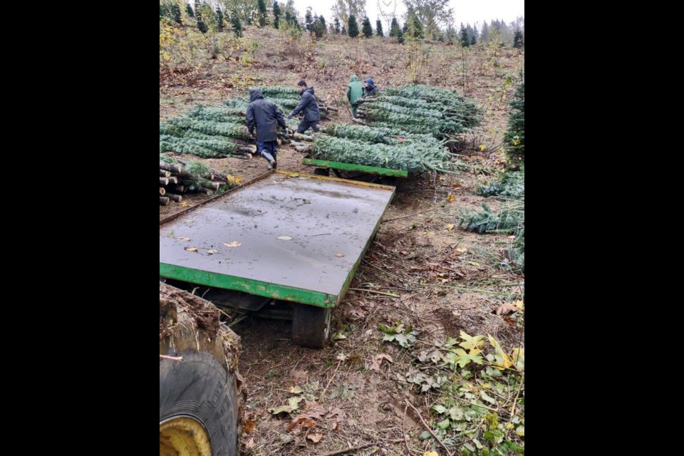 Direct from Sturm’s Berry Farm in Oregon, these fresh Christmas trees just arrived in Queen Creek at Schnepf Farms.