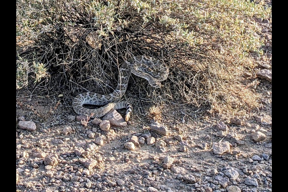 A rattlesnake ready to strike on a trail in San Tan Mountain Regional Park in Queen Creek May, 14, 2022.