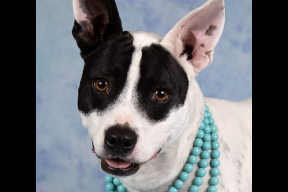 Snowflake is a 4-1/2-year-old Cattle dog blend.