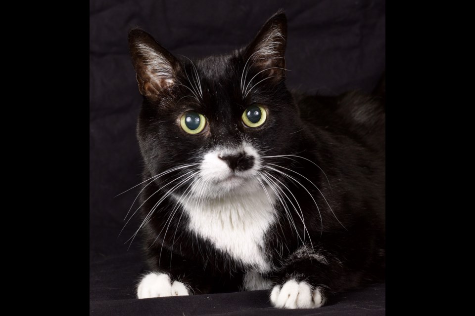 Stash is waiting to be adopted at Friends for Life Animal Rescue's adoption center, located at 952 W. Melody Ave. in Gilbert. His adoption fee is $50. At Friends for Life, animals are altered, vaccinated, microchipped and dewormed. Cats are tested for FELV/FIV.
