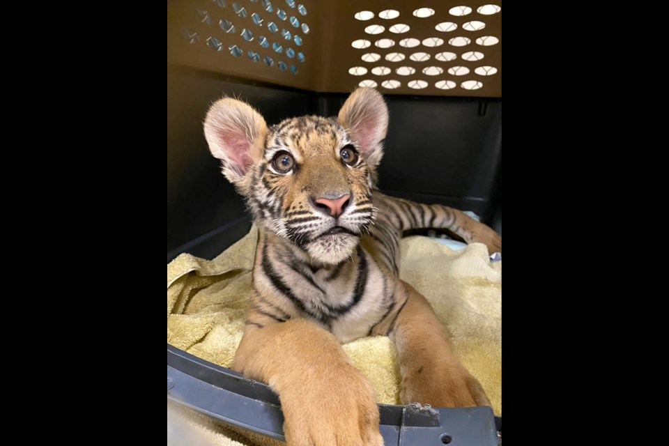 Phoenix police say the tiger cub was illegally listed for sale on the internet.
