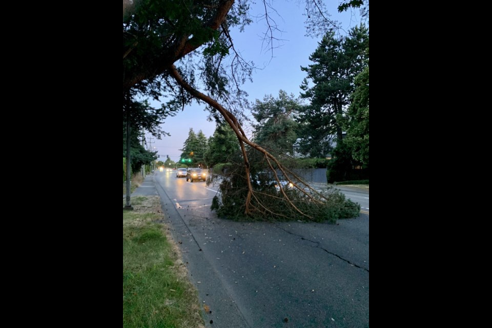 This large section of a tree fell onto Gilbert Road on Saturday night
