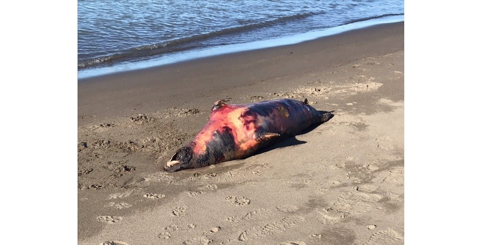 A dead seal was left to rot for almost a week on a Richmond beach.