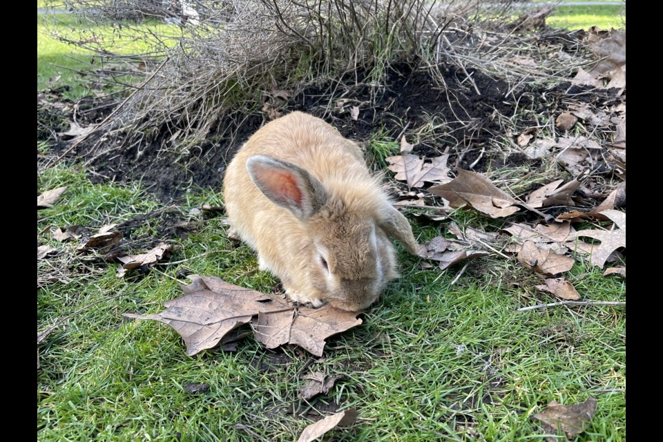 Coburn was picked up from Minoru Park on a rainy Wednesday morning, and he's currently staying at The Bunny Cafe.