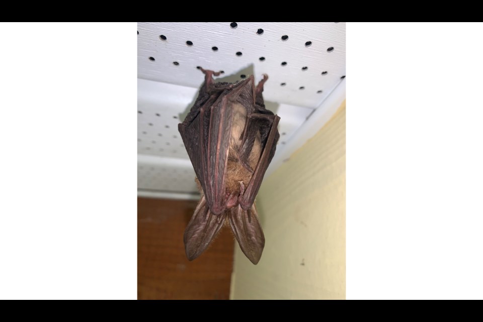 Townsend’s big-eared bat just "hanging out" this winter in an entry way in coastal BC. 