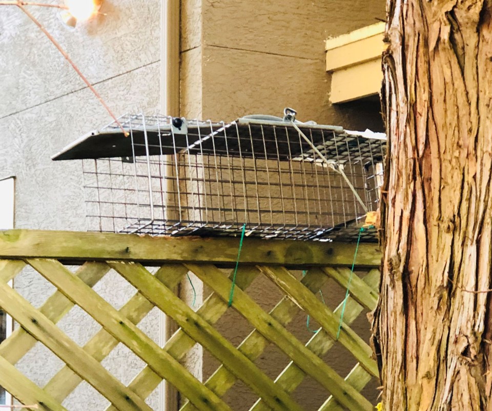 04squirreltrap(web)s