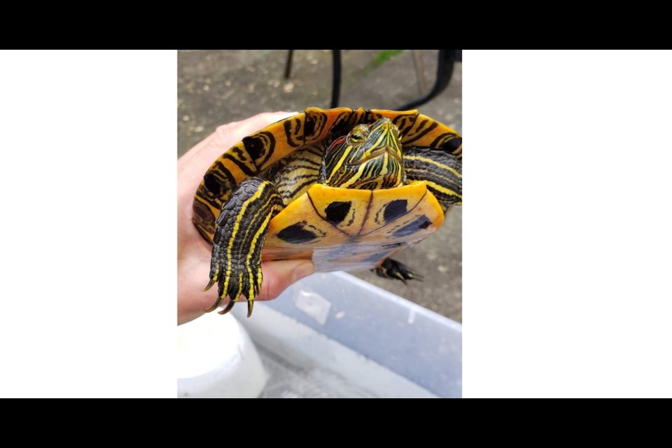Webster is one of the three red-eared sliders saved from Minoru Lake.
