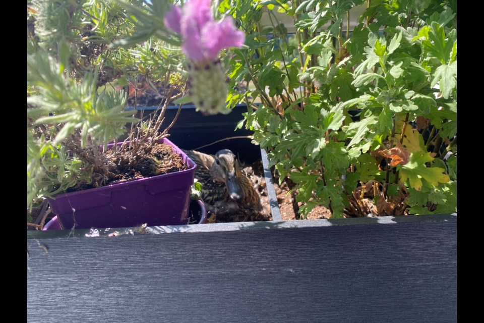 A mallard duck had chosen a Richmondite's apartment balcony as a nesting site this year.