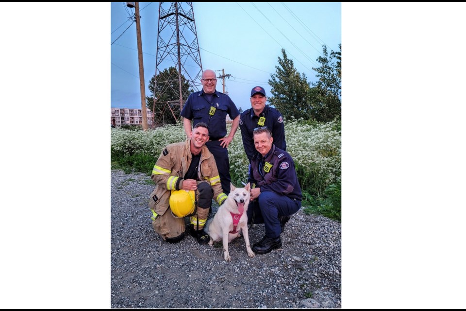 Richmond Fire-Rescue helped Juno, a Pomeranian husky, out of a thorny bush at Tait Waterfront Park in May.
