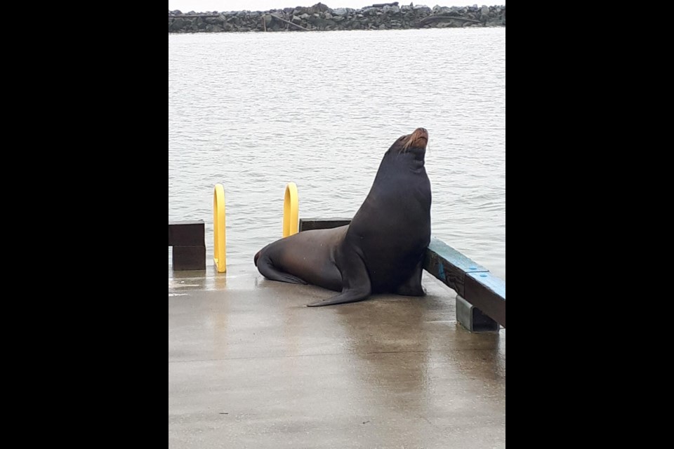 This sea lion seems quite happy with himself, having made it onto the dock at Steveston Harbour